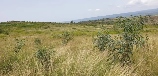 Green Future Farming: agricultura regenerativa para la resiliencia ambiental en Etiopía