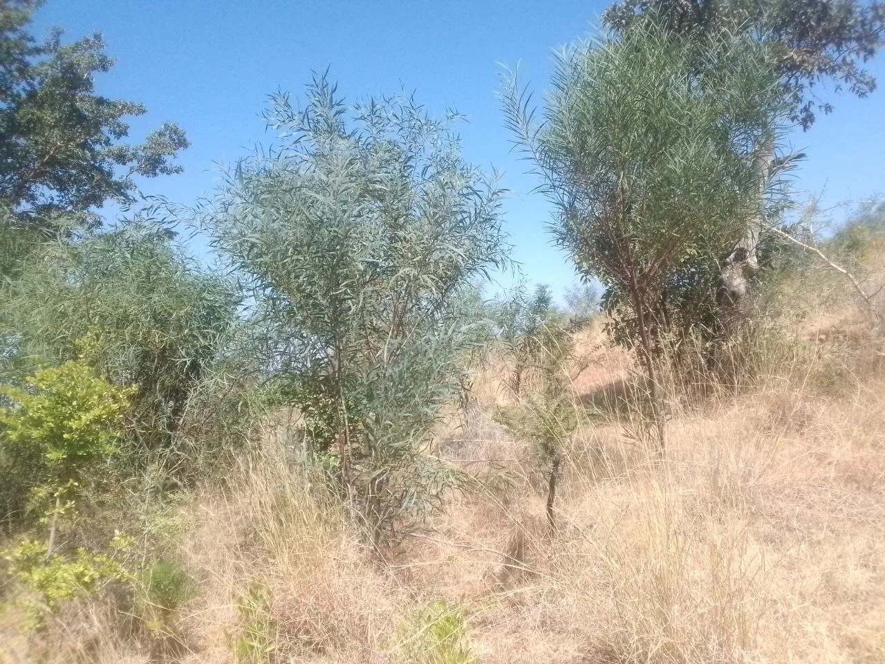 Status of trees planted on area closure under the project facilitation at Sire woreda, Arsi