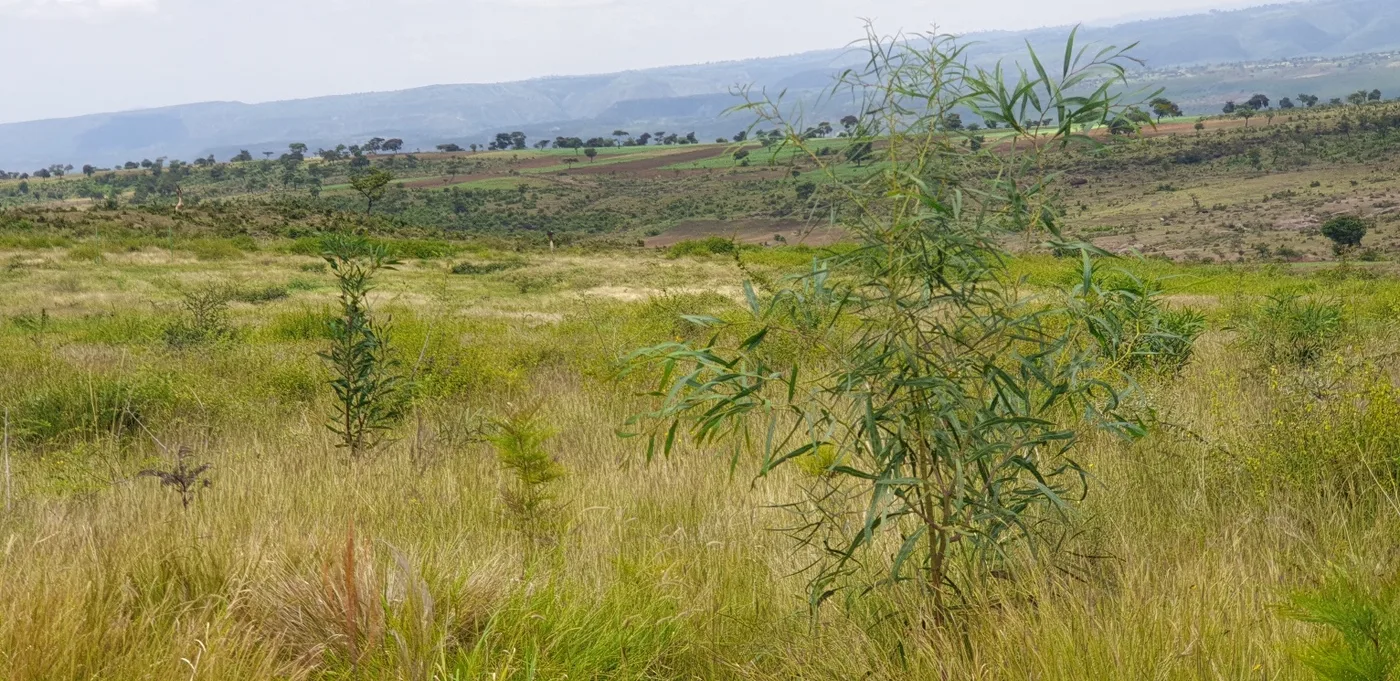 Area closure at Koloba Bika kebele of Sire woreda, Arsi