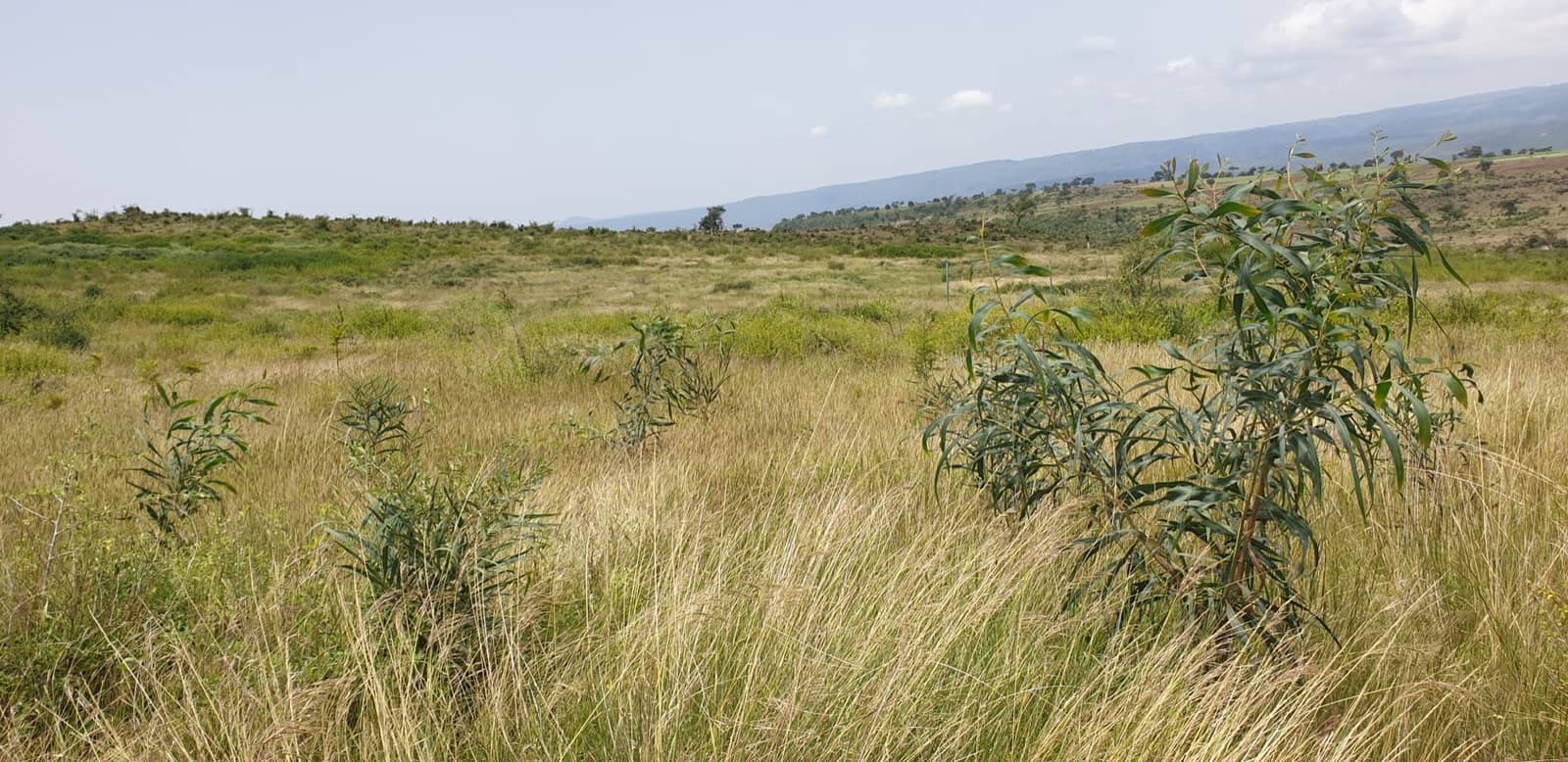 Green Future Farming: regenerative agriculture for environmental resilience in Ethiopia