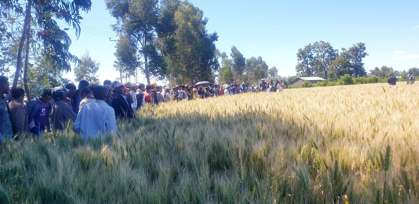 Horizontal learning approach: field day organised to promote liquid biofertilizer utilization at Sudie woreda, Arsi