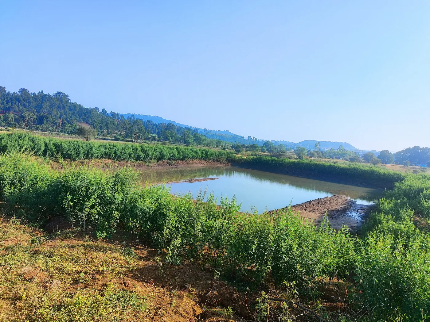 Hedges around the farm pond