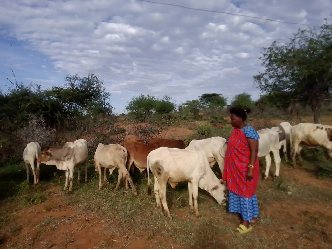 Enduata Women's Group member with her livestock in Ilpolei, Laikipia County, Kenya (Photo by IMPACT)
