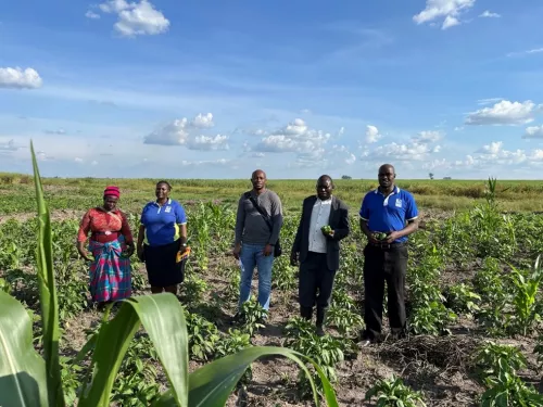 people in a field