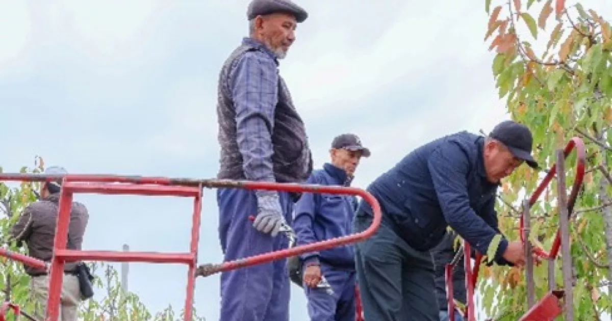 Strengthening the horticulture value chain