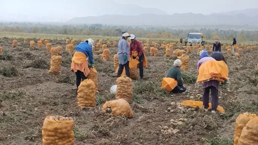 Kyrgyzstan farmers on field