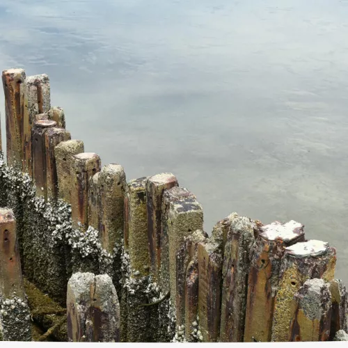 pier wood in water