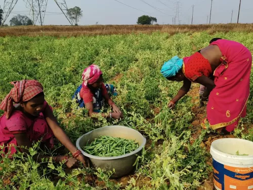 Women in a field picking crops