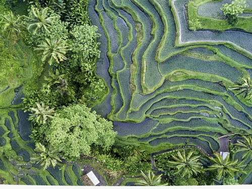 Rice fields lush