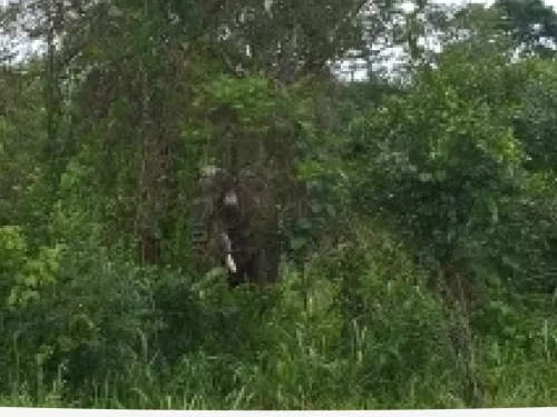 forest and elephant