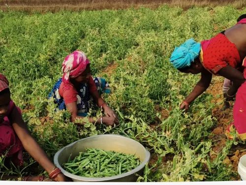women together working in the fields