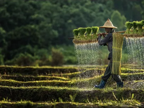 man carrying grass