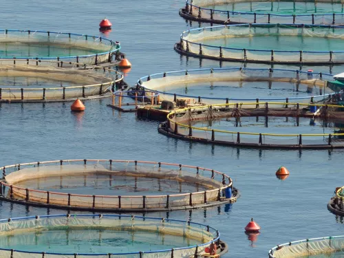 fisheries 