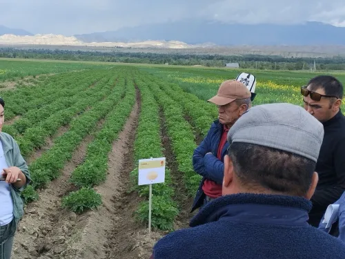 Kyrgyzstan farmers field