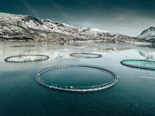 Fisheries & Aquaculture