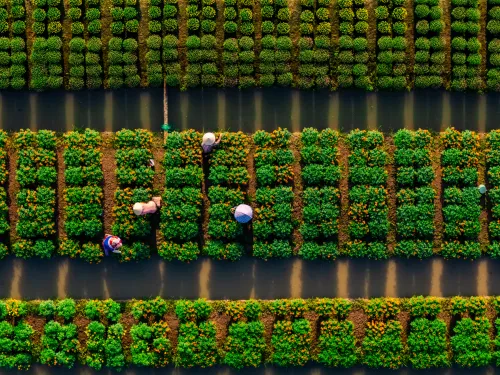Irrigation Management