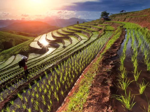 Agricultura y sistemas alimentarios
